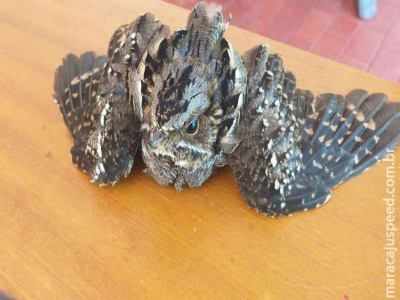 Filhote de curiango é resgatado em campus de universidade Filhote de curiango é resgatado em campus de universidade