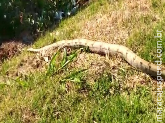 Jiboia é flagrada atravessando rodovia de MS e guardas municipais param carros para evitar atropelamento