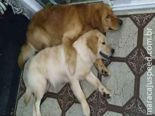 Mal entendido: casal de cães de raça foi resgatado e já está com a família 