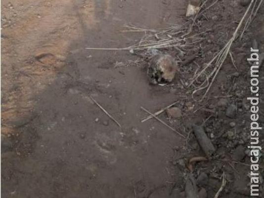 Morador encontra crânio humano à beira de estrada e aciona polícia
