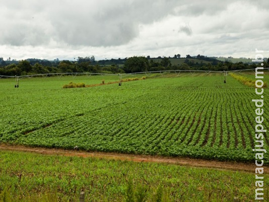 Número de estabelecimentos que usam agrotóxicos sobe 20,4%