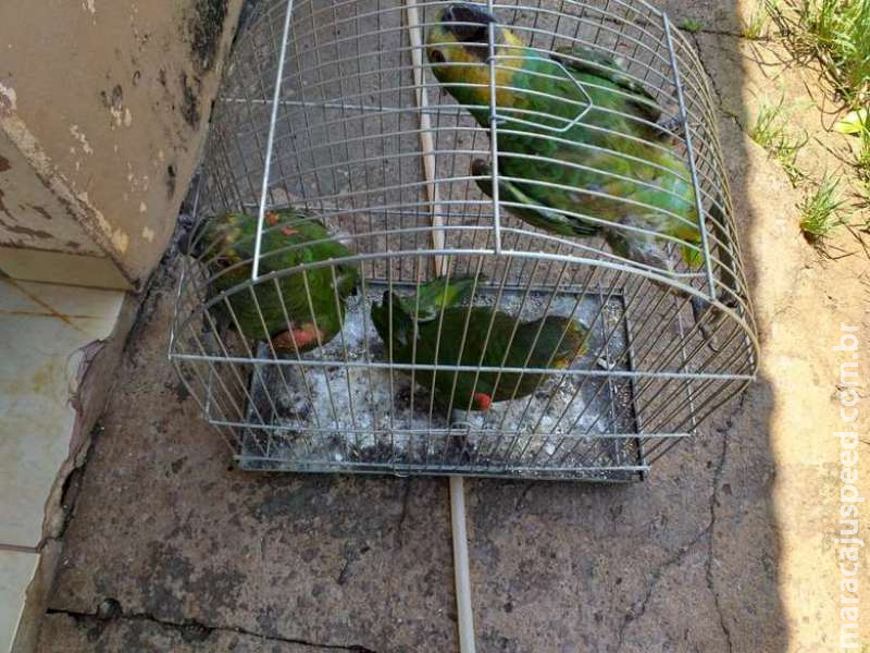 Papagaios são encontrados com asas cortadas e mulher é multada em R$ 16,5 mil