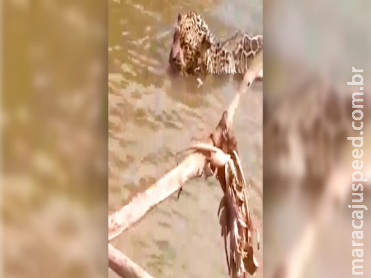 Pescador salva onça que ficou presa em anzol de galho no rio Miranda