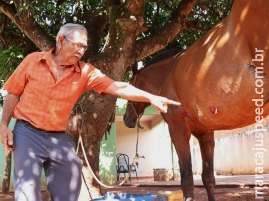 Pit bulls escapam de casa e atacam égua de catador de sucata
