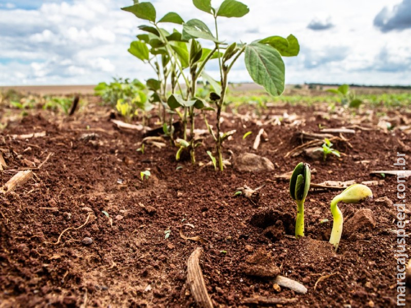Plantio da Soja já atingiu 12,4% em Mato Grosso do Sul Plantio da Soja já atingiu 12,4% em Mato Grosso do Sul