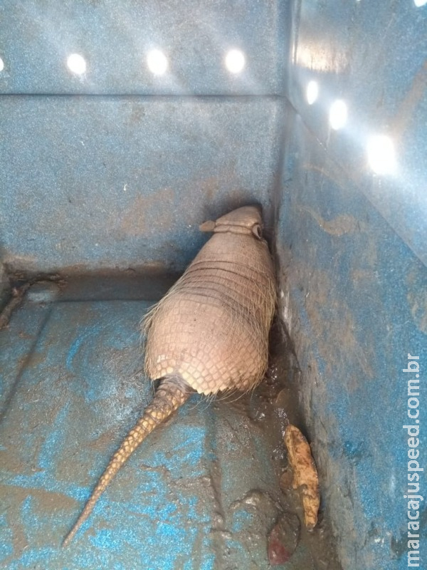 Polícia Militar Ambiental captura tatu no pátio da câmara municipal de Coxim