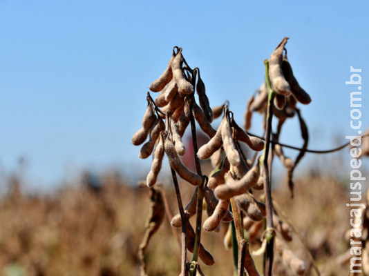 Produtores são autuados pelo Iagro durante vazio sanitário