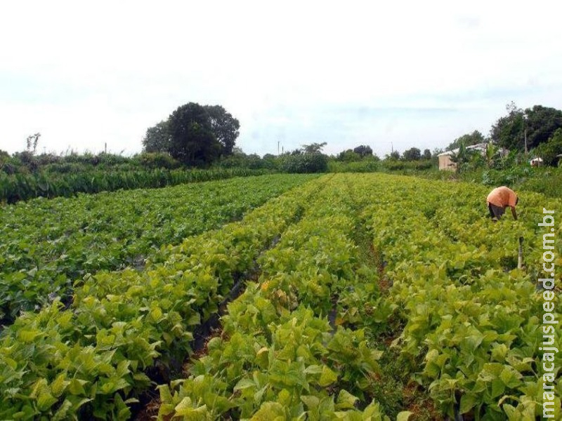 Seguro rural passa de R$ 370 milhões para R$ 420 milhões Seguro rural passa de R$ 370 milhões para R$ 420 milhões