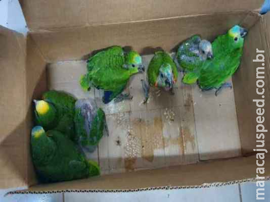 Traficantes de papagaios são presos e multados em R$ 70 mil em MS 