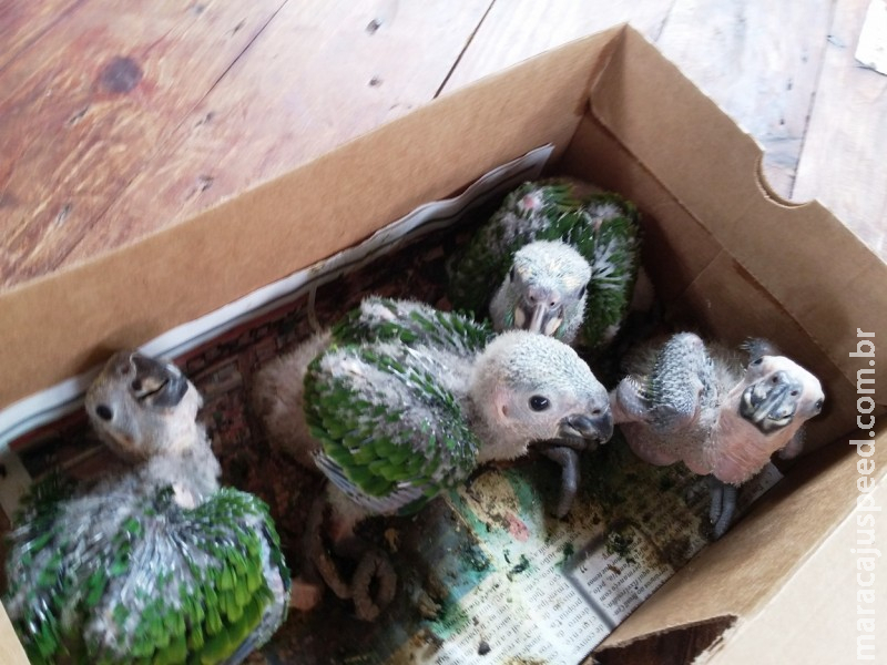 Tráfico de animais e pesca ilegal são alvos de operação Tráfico de animais e pesca ilegal são alvos de operação