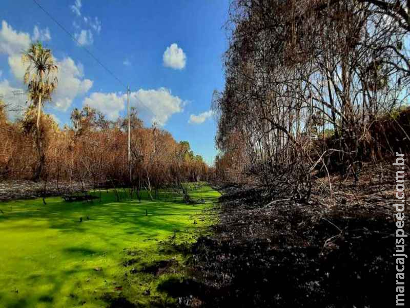 Após incêndios, fenômeno causa paisagem incrível de extremos no Pantanal