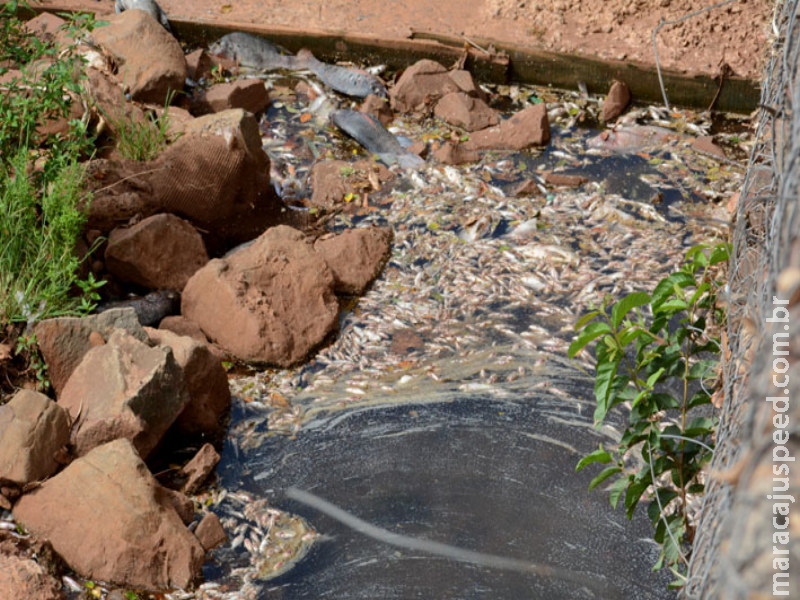 Após mau cheiro e água turva, peixes aparecem mortos no Anhanduí Após mau cheiro e água turva, peixes aparecem mortos no Anhanduí