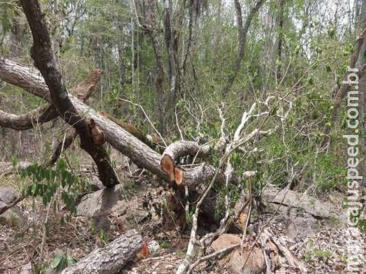 Assentada é multada por derrubada de árvores