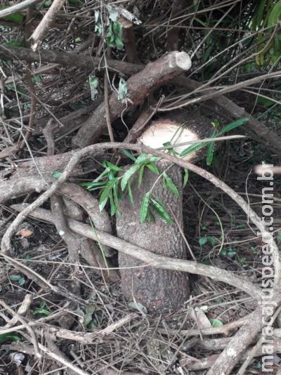 Assentado é multado por exploração ilegal de madeira Assentado é multado por exploração ilegal de madeira