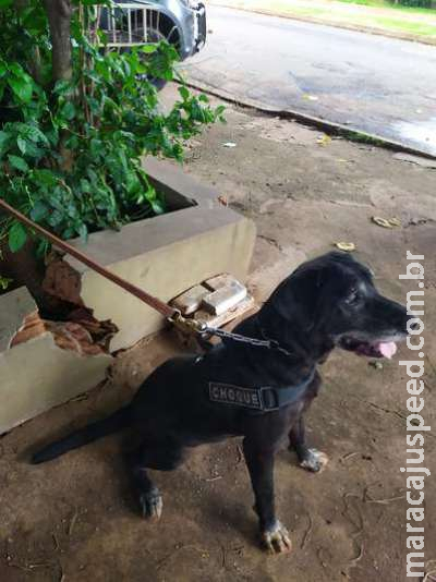 Cão farejador localiza maconha enterrada em terreno e dois são presos
