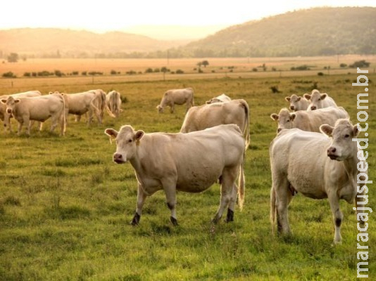 CNA estima aumento de 7,20% no VBP da pecuária em 2019 CNA estima aumento de 7,20% no VBP da pecuária em 2019