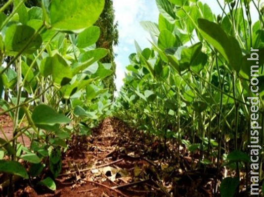 Com 49,5% da safra de soja plantada, atraso coloca entidades em alerta