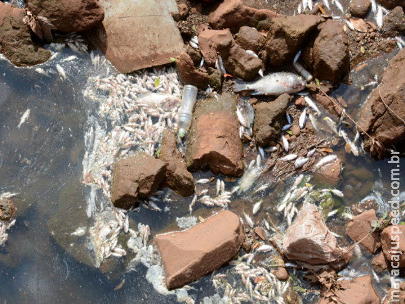 Composto químico pode ter provocado a morte de peixes Composto químico pode ter provocado a morte de peixes