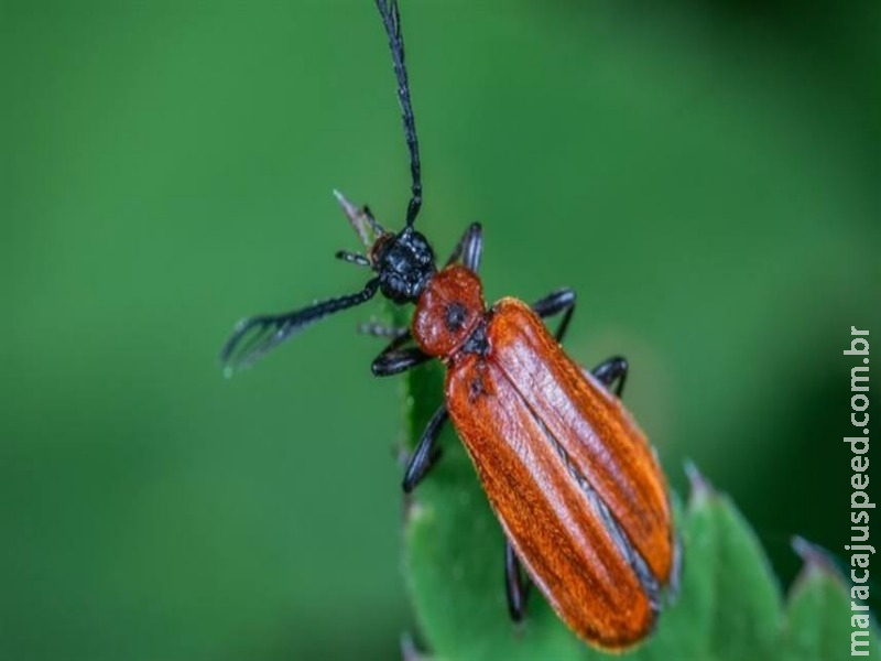 Declínio dos insetos é maior do que se suspeitava