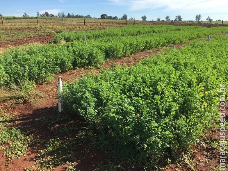 Fertilizante natural e liberado para orgânicos na UE amplia produção em 20%