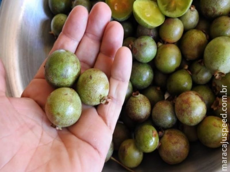 Festival gastronômico CataGuavira chega a 6ª edição em Bonito