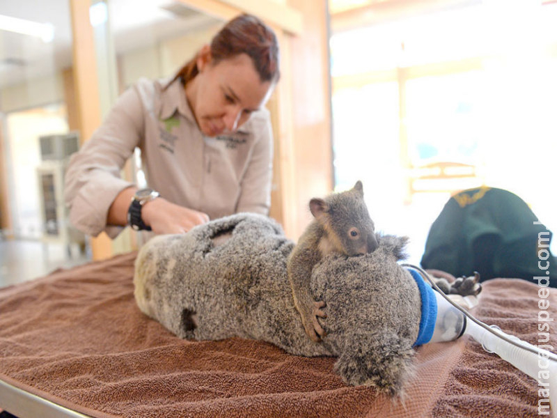 Filhote de coala abraça mãe inconsciente durante cirurgia emergencial