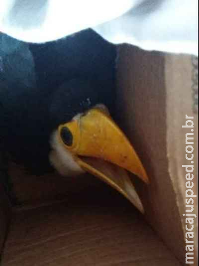 Filhote de tucano cai de ninho em quintal de residência e moradora pede ajuda Filhote de tucano cai de ninho em quintal de residência e moradora pede ajuda