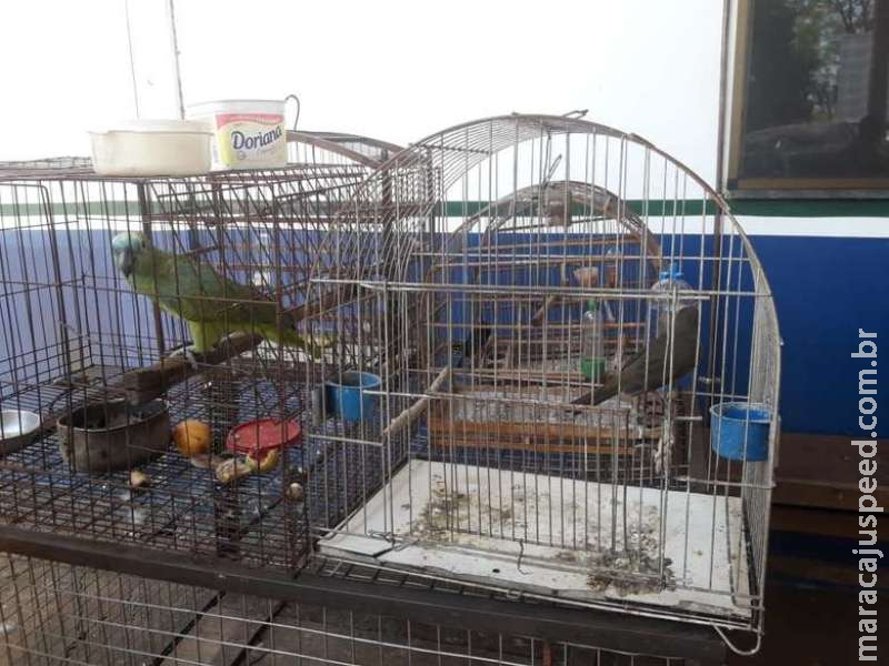 Homem é preso e multado em R$ 7 mil por pássaros em gaiolas