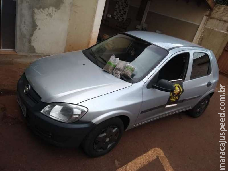 Homem é preso transportando skunk nos bolsos Homem é preso transportando skunk nos bolsos