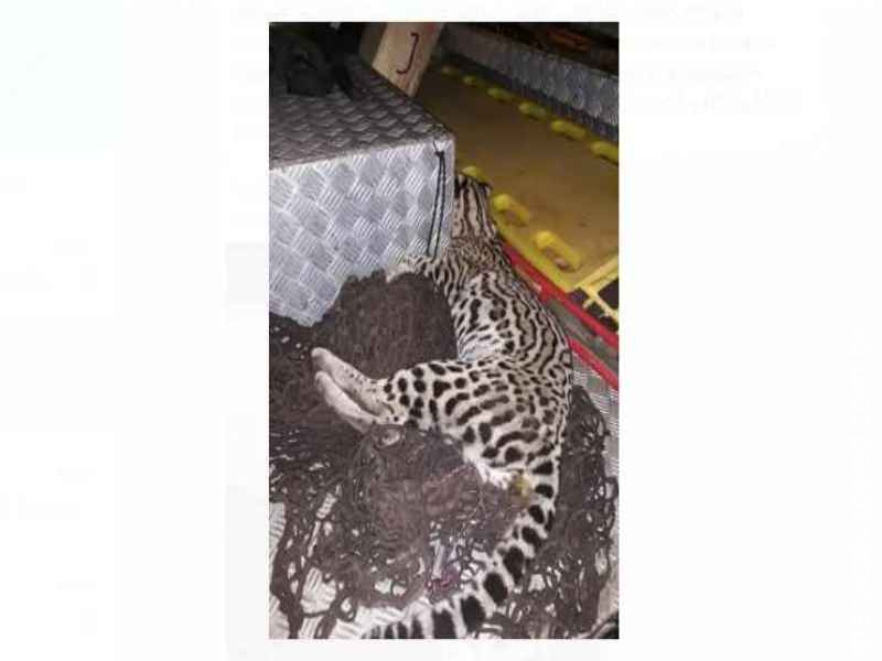 Jaguatirica é encontrada morta em calçada de avenida em Corumbá Jaguatirica é encontrada morta em calçada de avenida em Corumbá