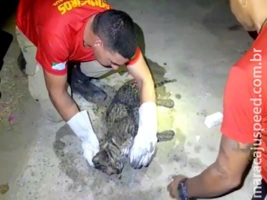 Jaguatirica é resgatada em meio a incêndio no Pantanal, e avião vai fazer o transporte para capital de MS 