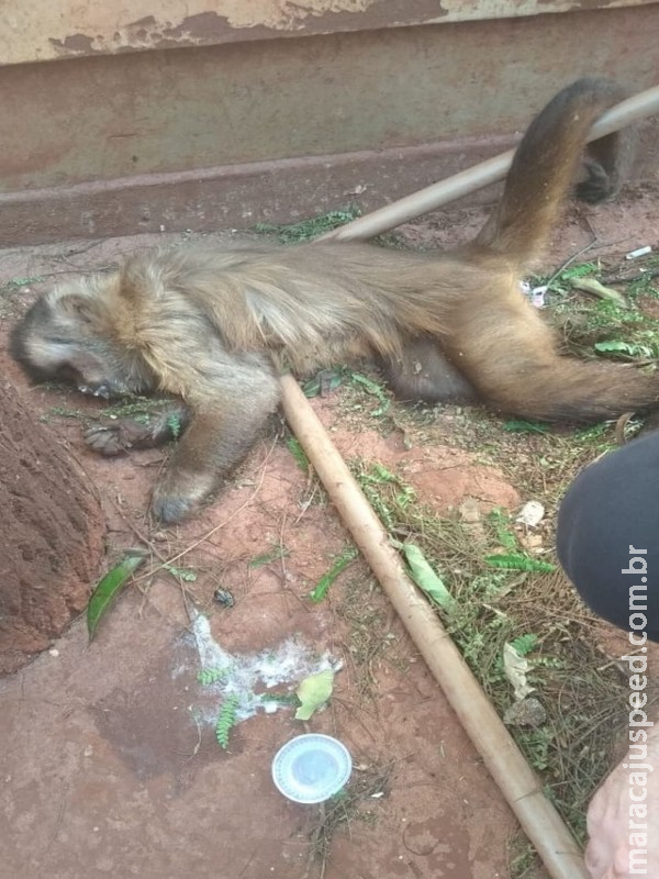 Macacos encontrados mortos em MS foram envenenados por chumbinho; polícia ainda não identificou suspeitos