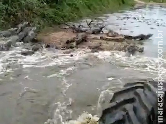 "Mar de jacarés” fugindo de trator gera polêmica nas redes sociais