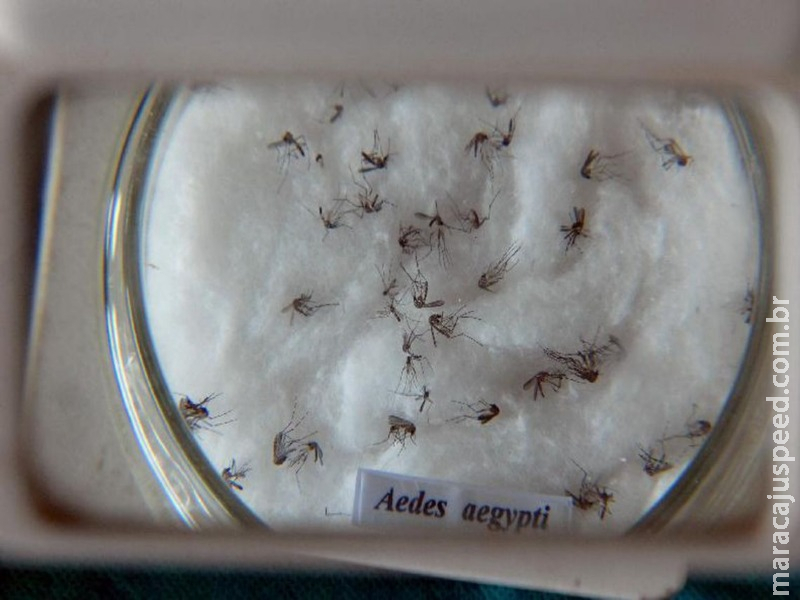 Ministro da Saúde manifesta preocupação com a dengue no verão Ministro da Saúde manifesta preocupação com a dengue no verão