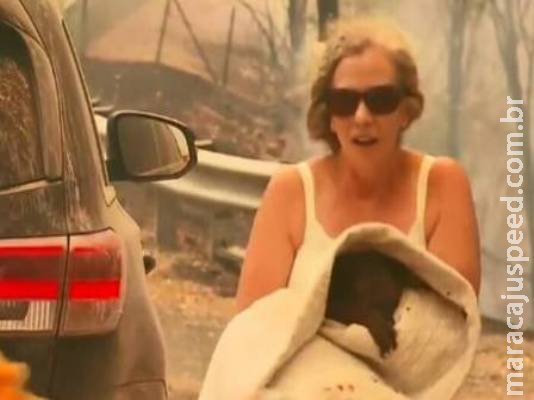 Morre coala resgatado por mulher durante incêndio florestal