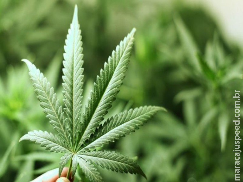 Para debatedores, autorização para plantio da Cannabis pode gerar emprego e renda Para debatedores, autorização para plantio da Cannabis pode gerar emprego e renda