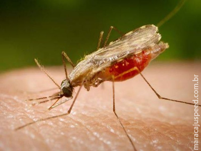 Pesquisa indica possibilidade de barrar transmissão da malária no país Pesquisa indica possibilidade de barrar transmissão da malária no país