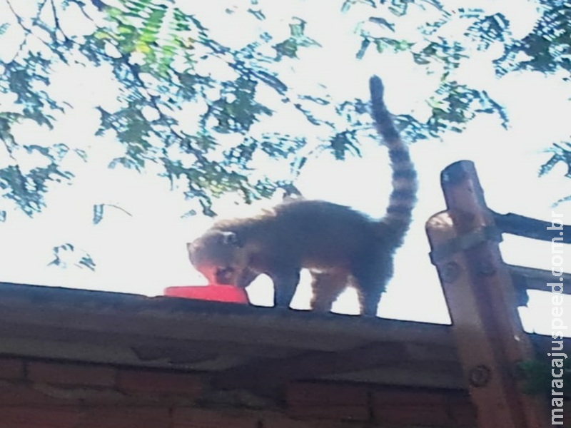 Quatis alimentados por moradores atacam animais domésticos