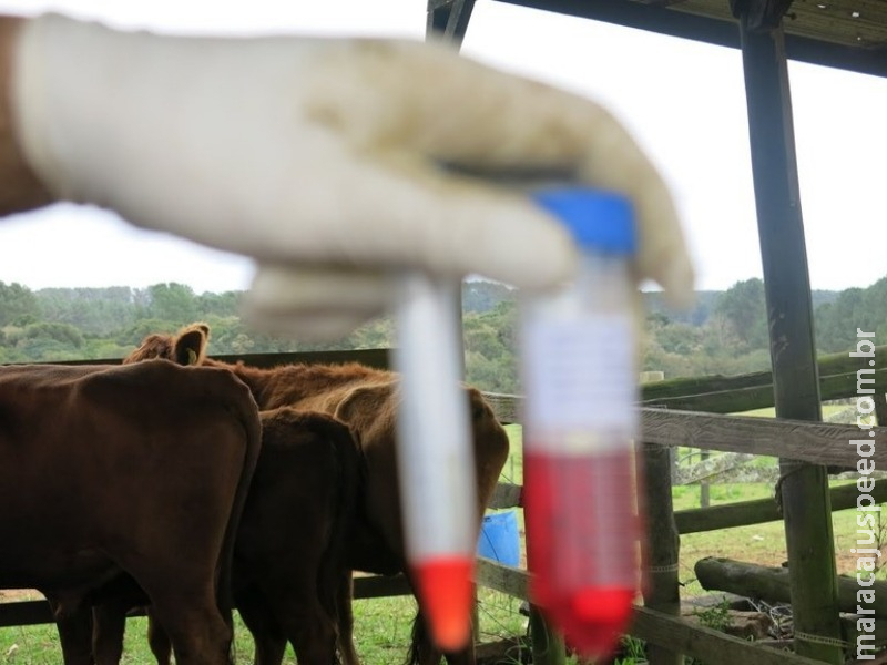 Recursos do BID vão aprimorar programas de defesa agropecuária no país