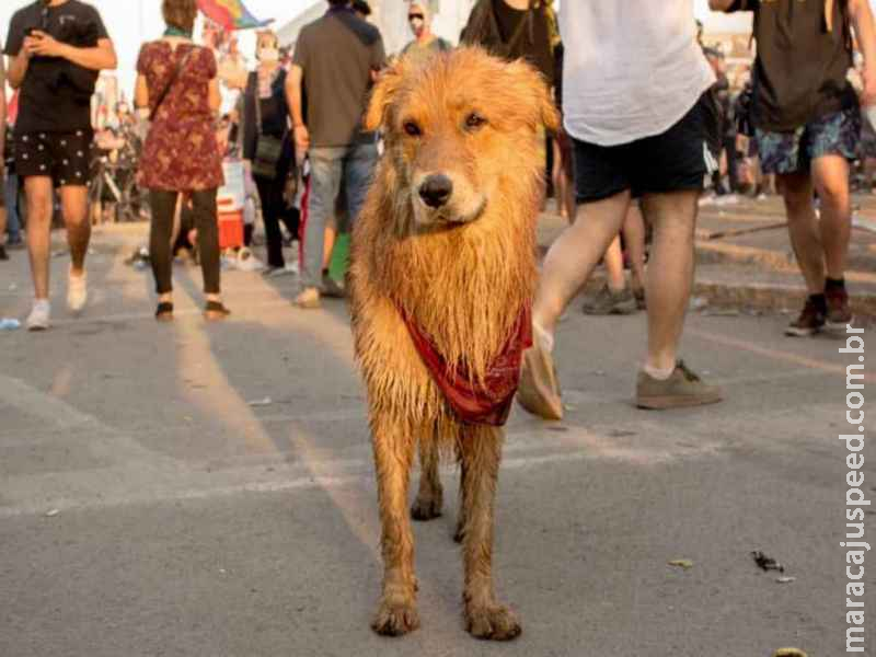 Rucio Capucha: o cãozinho que se tornou um símbolo dos protestos no Chile