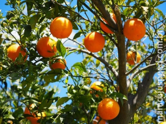 Safra de laranja bate recorde de produtividade