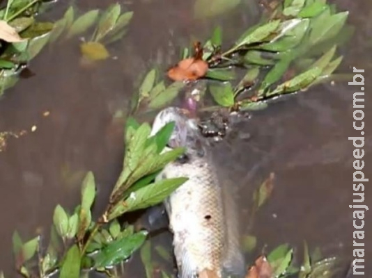 Secretaria e Instituto analisam água para achar causa de morte de peixes