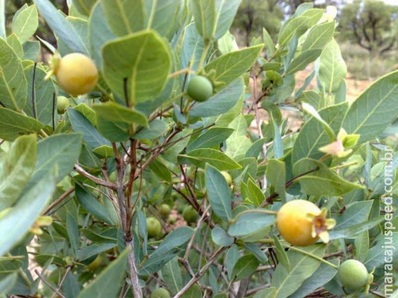 Símbolo da Cultura de MS, guavira será plantada em parques públicos de Dourados