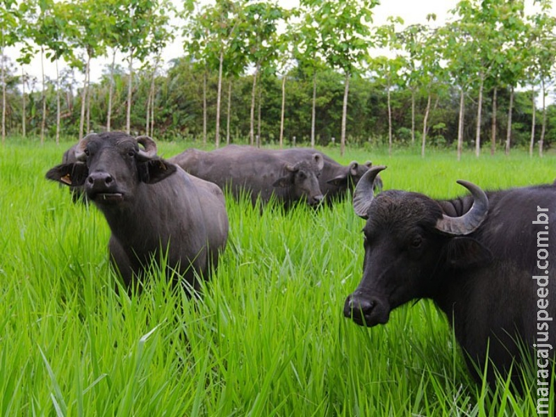 Teor de gordura da carne de búfalo é quase 50% inferior ao da bovina