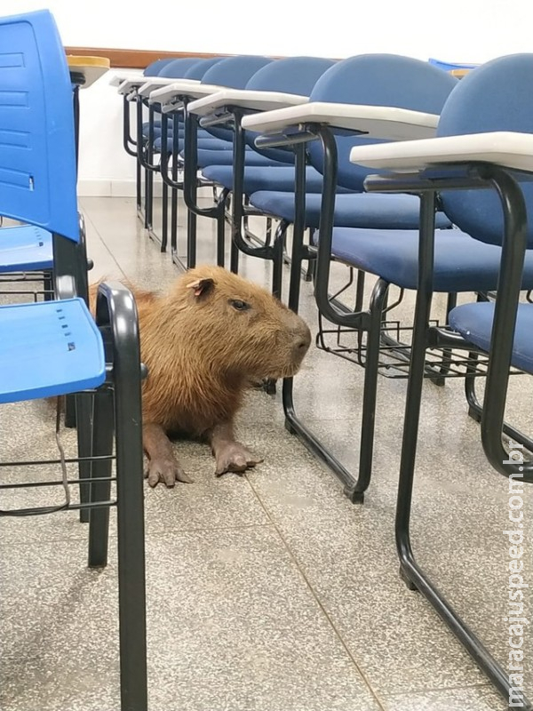Universitária se depara com capivara ao chegar em sala de aula e faz selfie para colegas: 