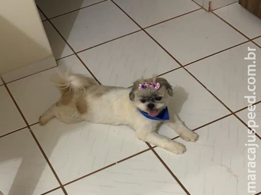 Utilidade Pública – Foi encontrada uma cachorra nas imediações da Comitiva Utilidade Pública – Foi encontrada uma cachorra nas imediações da Comitiva