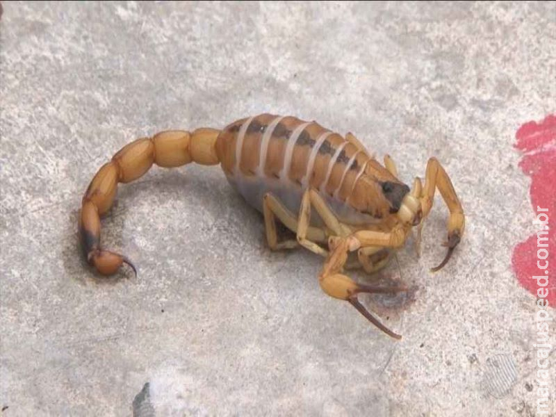  Com o Verão, especialistas indicam dedetização e telas contra mosquitos e escorpiões