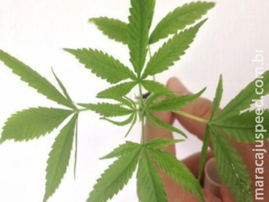 Anvisa aprova regulamentação de produtos à base de maconha