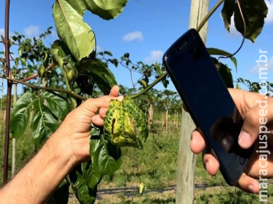 Aplicativo ajuda a identificar pragas na cultura do maracujá