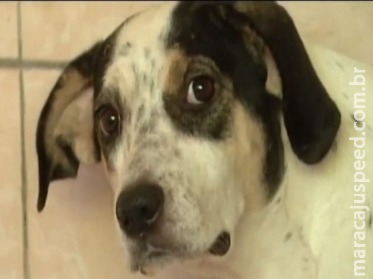 Aprovada proposta que proíbe restrições a animais de estimação em condomínios Aprovada proposta que proíbe restrições a animais de estimação em condomínios